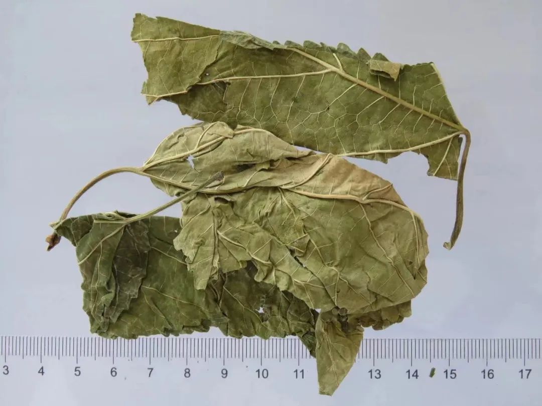 富硒桑叶茶减肥(桑叶茶能减肥吗的短视频)-硒宝网