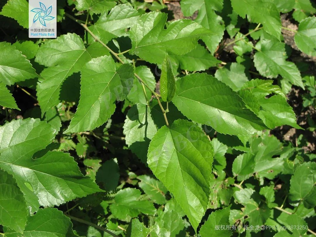 富硒桑叶茶减肥(桑叶茶能减肥吗的短视频)-硒宝网