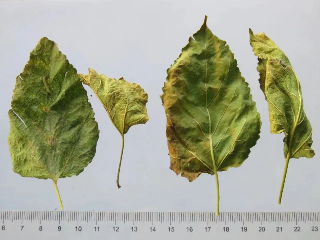 富硒桑叶茶减肥(桑叶茶能减肥吗的短视频)-硒宝网