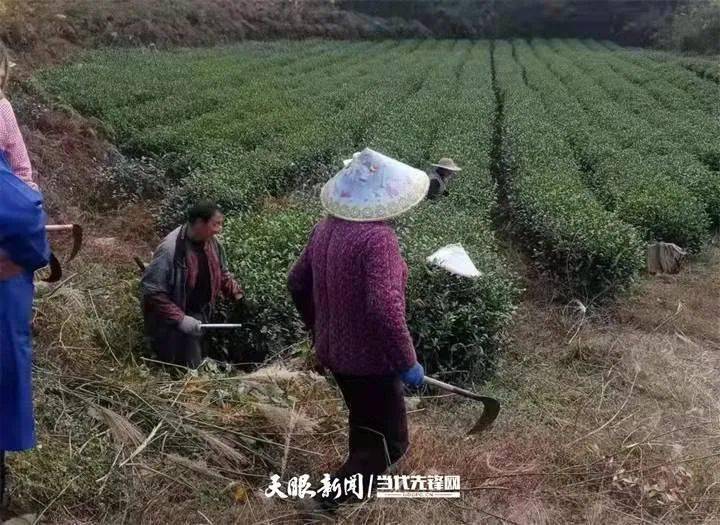 开阳富硒茶直播（开阳富硒茶叶）-硒宝网