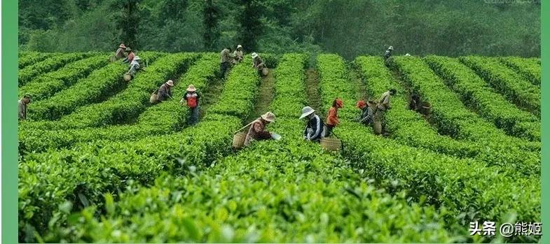 紫阳富硒茶贡品（紫阳富硒茶制作工艺）-硒宝网