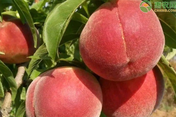 宣汉渡口富硒茶(汉中富硒茶)-硒宝网