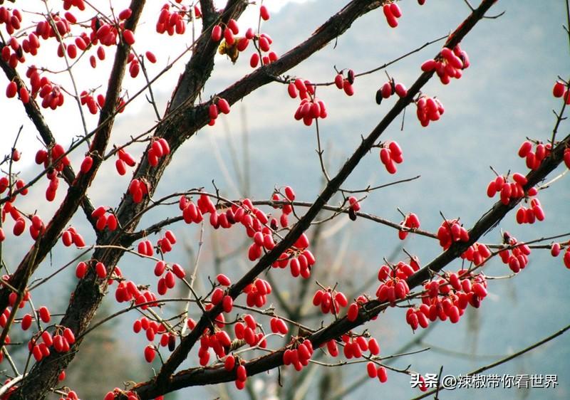 石台富硒茶味道（石台富硒茶叶）-硒宝网