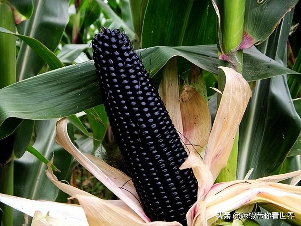 石台富硒茶味道（石台富硒茶叶）-硒宝网