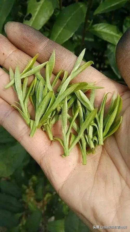 石台富硒茶味道（石台富硒茶叶）-硒宝网