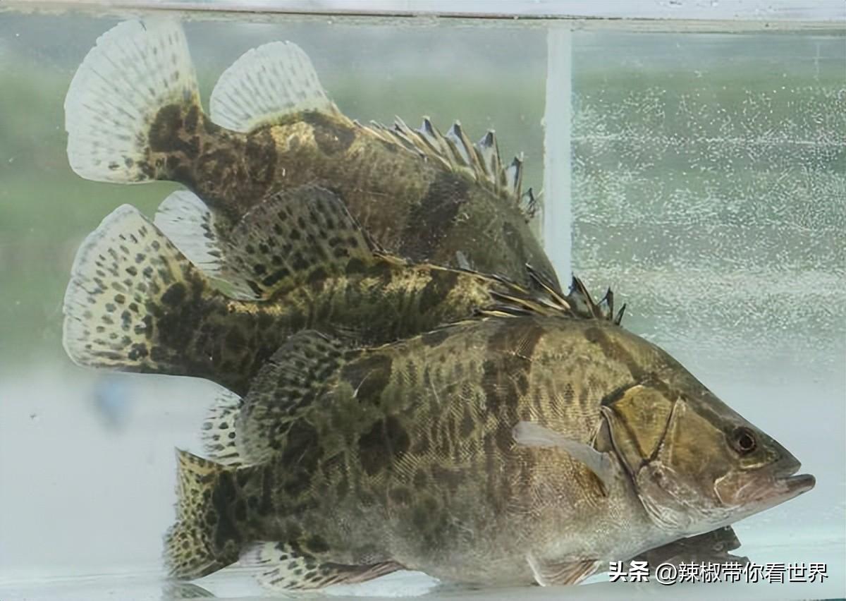 石台富硒茶味道（石台富硒茶叶）-硒宝网