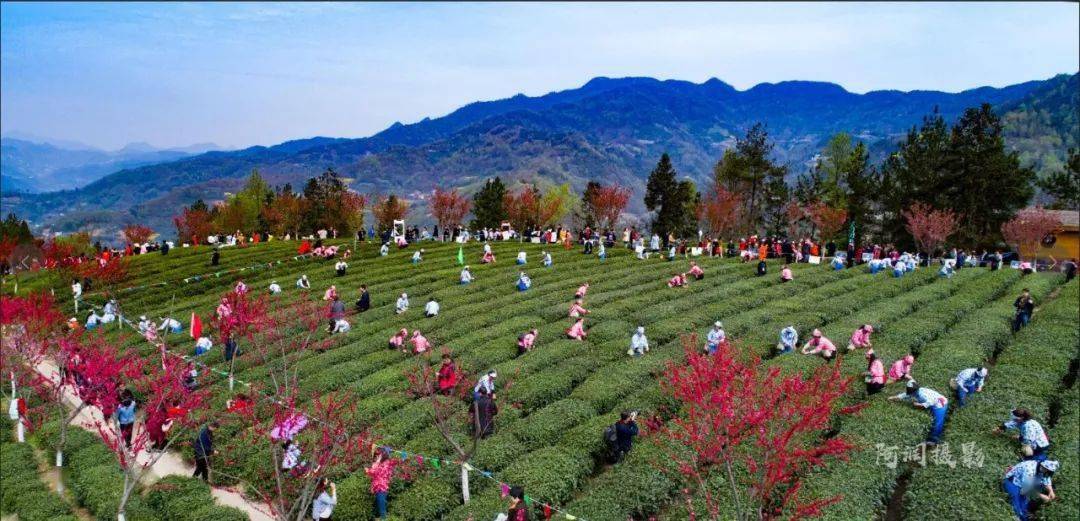 紫阳富硒茶来源（紫阳富硒茶的价位）-硒宝网