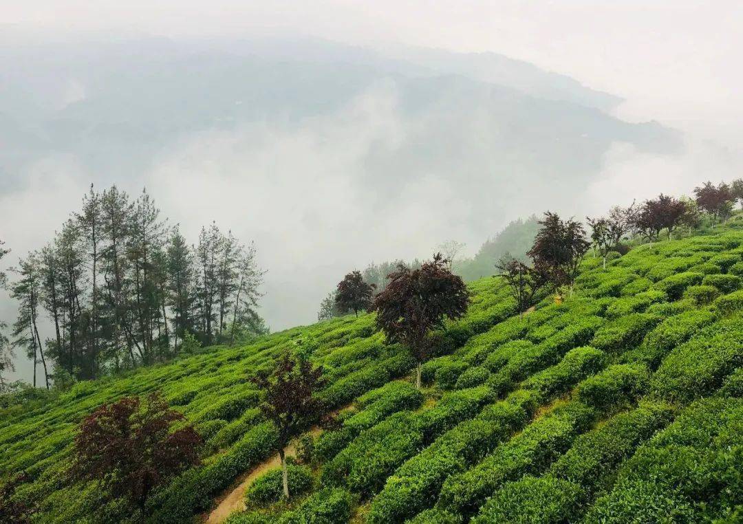 紫阳富硒茶来源（紫阳富硒茶的价位）-硒宝网