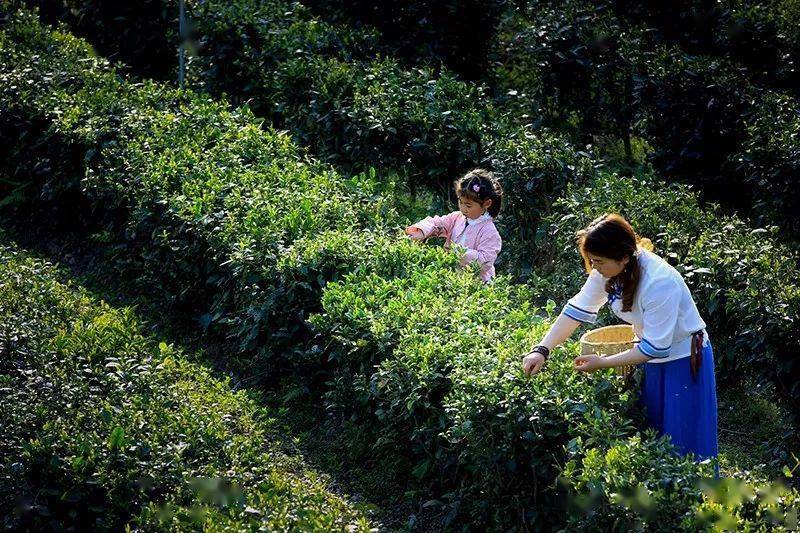 紫阳富硒茶来源（紫阳富硒茶的价位）-硒宝网