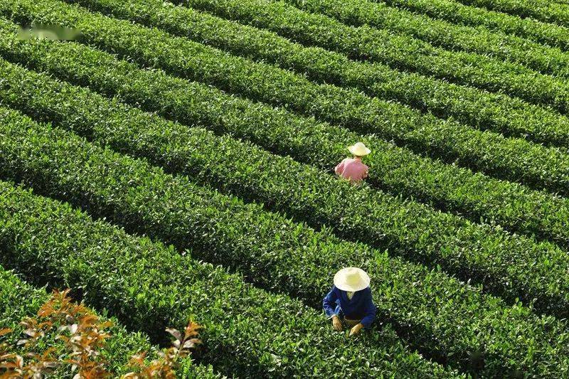 紫阳富硒茶来源（紫阳富硒茶的价位）-硒宝网