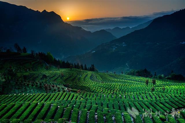 恩施富硒茶门户(2019恩施富硒茶)-硒宝网