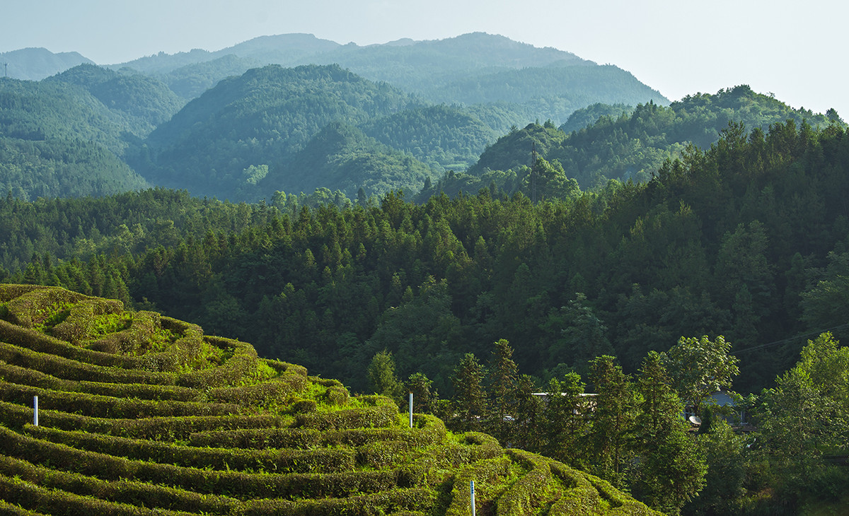 恩施富硒茶门户(2019恩施富硒茶)-硒宝网