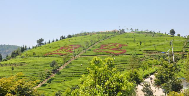 贵州富硒茶宣传(贵州富硒茶叶价格表)-硒宝网
