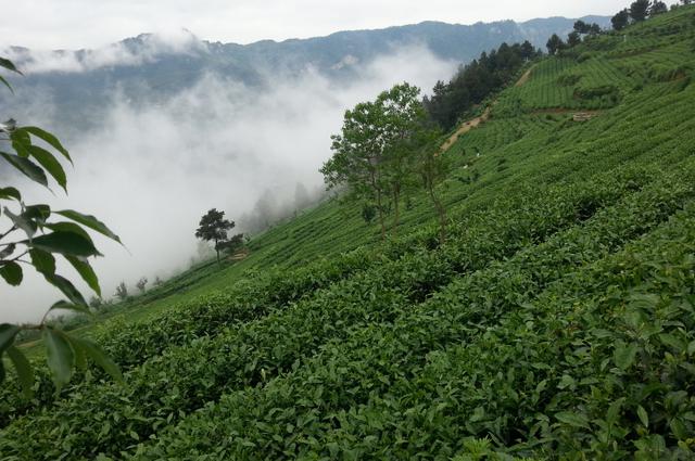 贵州富硒茶宣传(贵州富硒茶叶价格表)-硒宝网