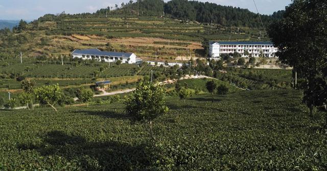 贵州富硒茶宣传(贵州富硒茶叶价格表)-硒宝网