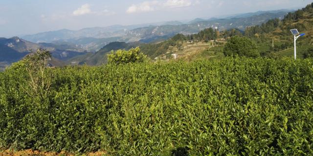 贵州富硒茶宣传(贵州富硒茶叶价格表)-硒宝网