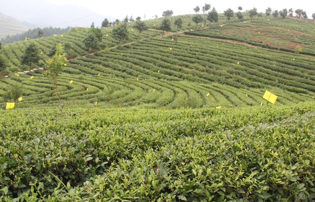 贵州富硒茶宣传(贵州富硒茶叶价格表)-硒宝网