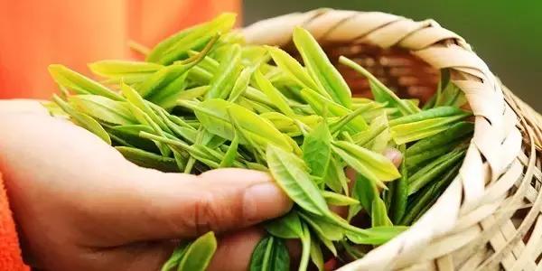 商南富硒茶价格(陕西富硒茶价格)-硒宝网