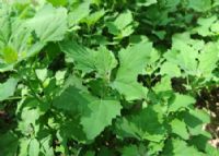 恩施富硒茶出口(恩施富硒茶叶发展前景)-硒宝网