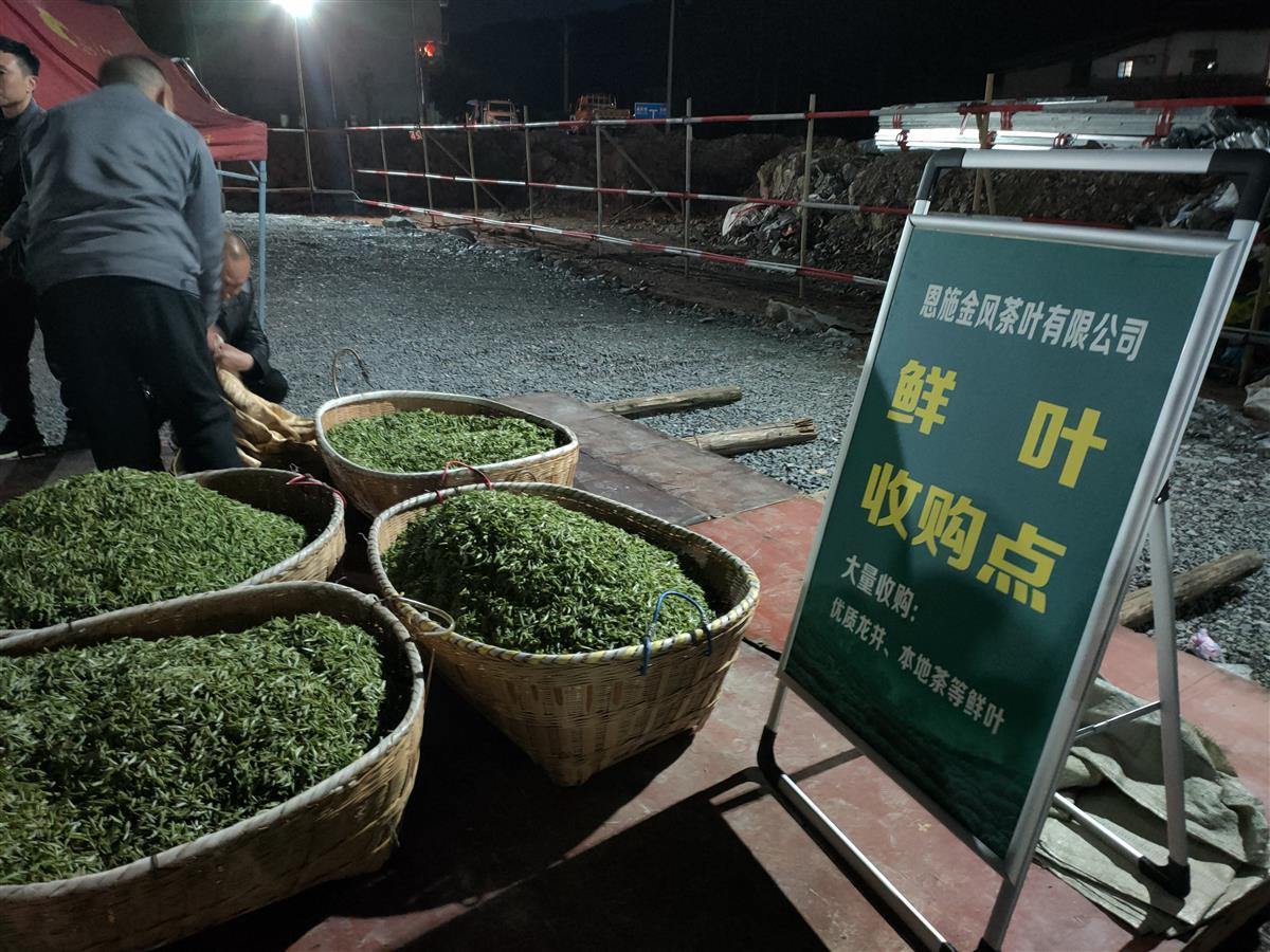 恩施富硒茶侗乡（恩施富硒茶厂电话）-硒宝网