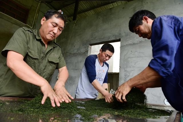 恩施富硒茶出口(恩施富硒茶叶多少钱一斤)-硒宝网