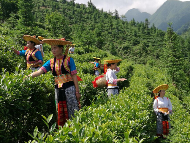 南昌富硒茶公司(南昌茶富硒公司招聘)-硒宝网