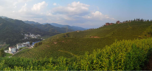 南昌富硒茶公司(南昌茶富硒公司招聘)-硒宝网