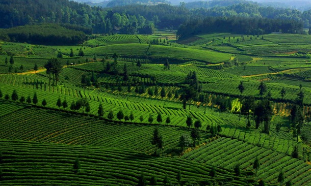 贵州富硒茶宣传(贵州富硒绿茶)-硒宝网