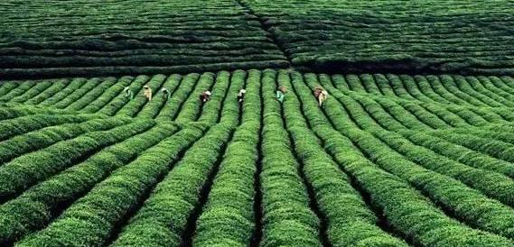 贵州富硒茶宣传(贵州富硒绿茶)-硒宝网