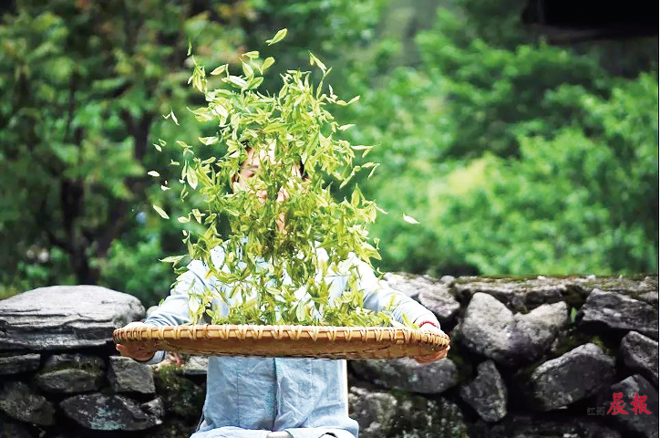 丰城富硒首乌茶（首乌茶是什么样的）-硒宝网