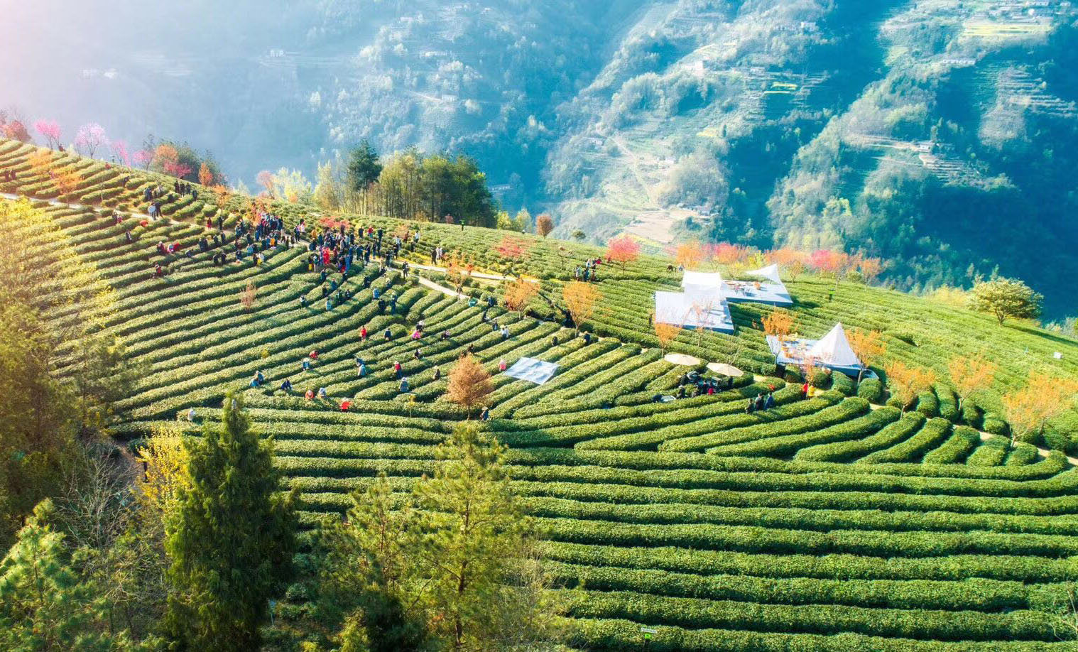 紫阳富硒茶直条(紫阳富硒茶的制作过程)-硒宝网