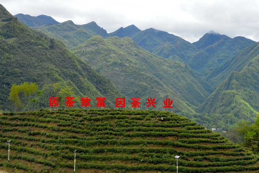 富硒高山有机茶(高山硒茶有什么作用)-硒宝网