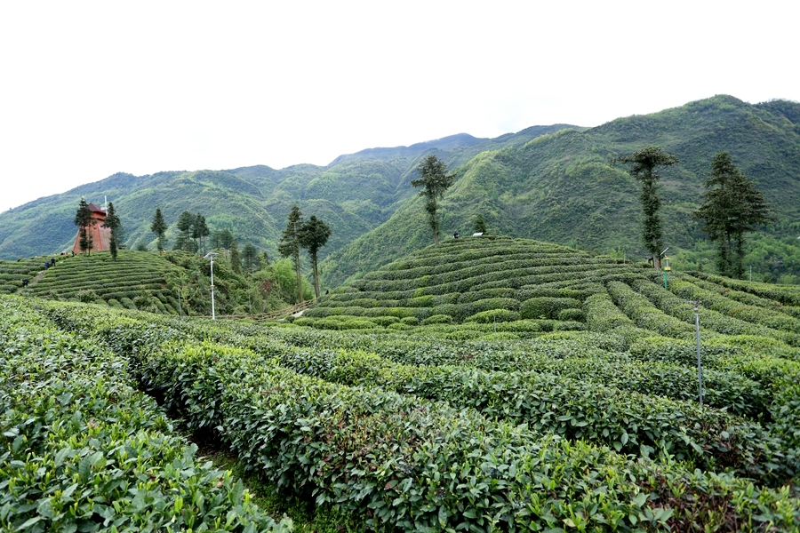 富硒高山有机茶(高山硒茶有什么作用)-硒宝网
