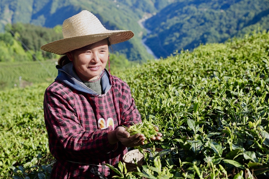 富硒高山有机茶(高山硒茶有什么作用)-硒宝网