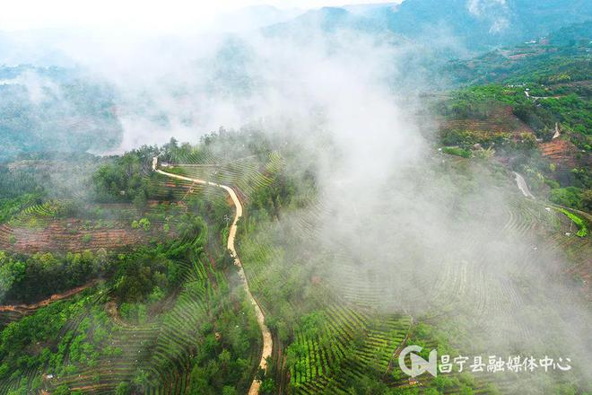 云南富硒茶产地(富硒茶叶产地)-硒宝网