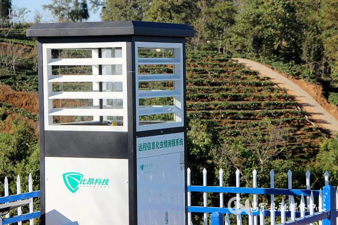 云南富硒茶产地(富硒茶叶产地)-硒宝网