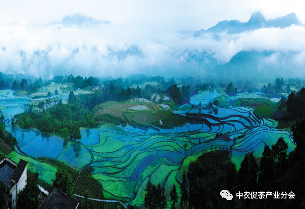 肇庆富硒有机茶(富硒茶园)-硒宝网