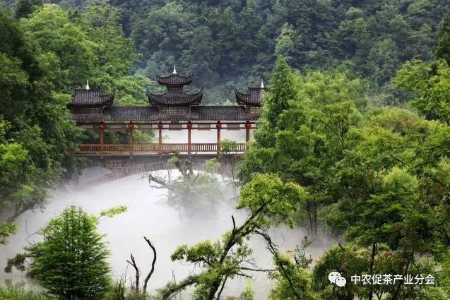 肇庆富硒有机茶(富硒茶园)-硒宝网