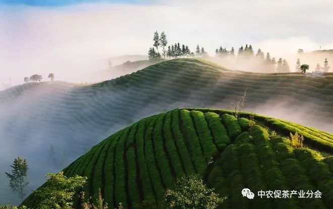 肇庆富硒有机茶(富硒茶园)-硒宝网