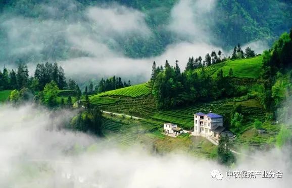 肇庆富硒有机茶(富硒茶园)-硒宝网