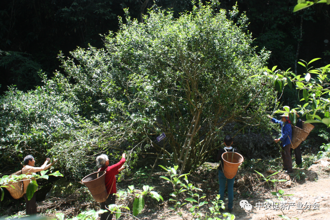 肇庆富硒有机茶(富硒茶园)-硒宝网