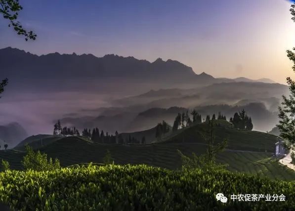 肇庆富硒有机茶(富硒茶园)-硒宝网