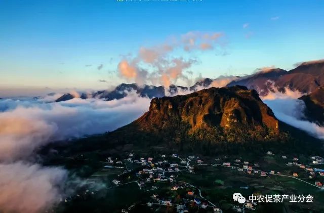 肇庆富硒有机茶(富硒茶园)-硒宝网