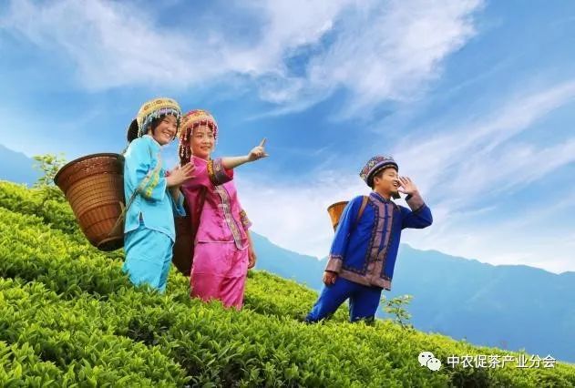 肇庆富硒有机茶(富硒茶园)-硒宝网