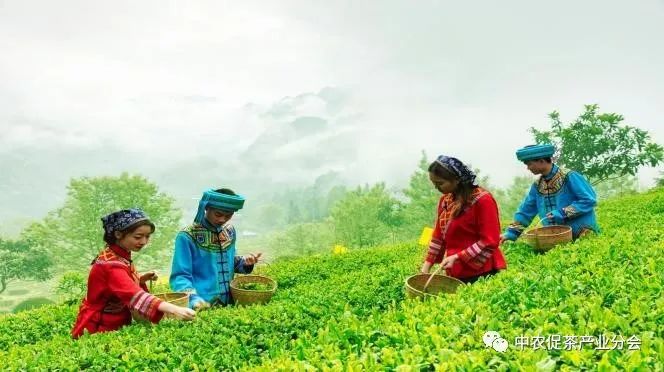 肇庆富硒有机茶(富硒茶园)-硒宝网