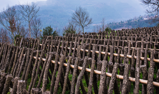 通江富硒茶产地（富硒茶在哪）-硒宝网