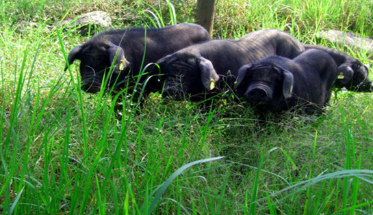 通江富硒茶产地（富硒茶在哪）-硒宝网