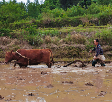 通江富硒茶产地（富硒茶在哪）-硒宝网