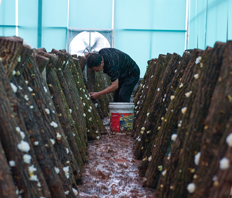 通江富硒茶产地（富硒茶在哪）-硒宝网