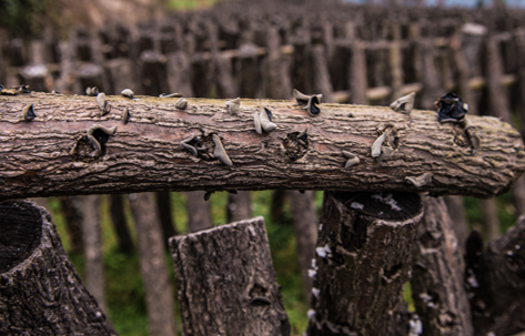 通江富硒茶产地（富硒茶在哪）-硒宝网